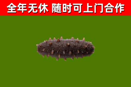 宁德烟酒回收干海参.jpg